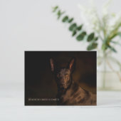 Carte postale Xoloitzcuintle (Debout devant)