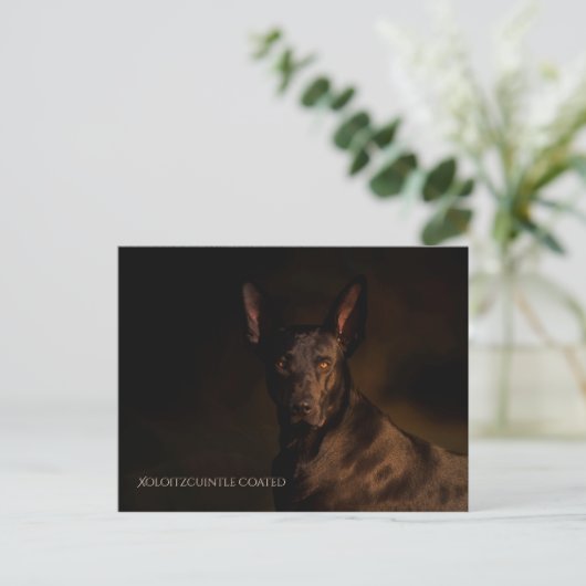 Carte postale Xoloitzcuintle (Debout devant)