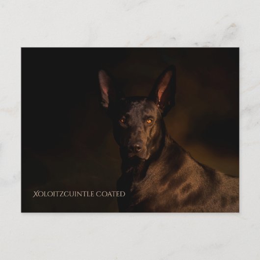 Carte postale Xoloitzcuintle (Devant)