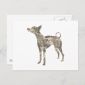 Carte Postale Xoloitzcuintli (Devant / Derrière)