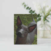 Carte Postale Xoloitzcuintli (Debout devant)