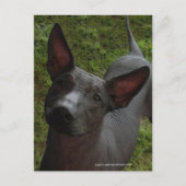 Carte Postale Xoloitzcuintli (Devant)