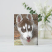 Carte Postale XX- Joli Chien chiot sibérien (Debout devant)