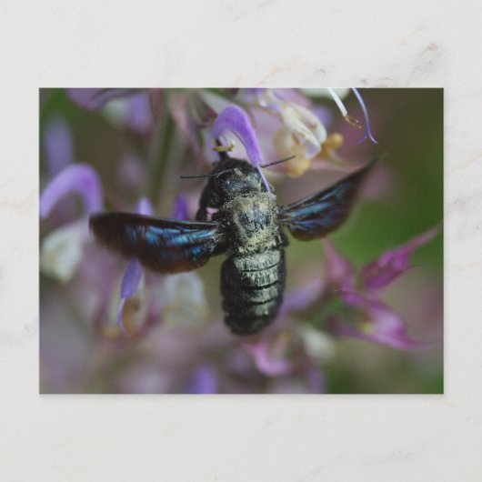 Carte Postale Xylocopa iris (Devant)