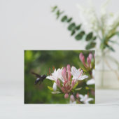 Carte Postale Xylocopa iris (Debout devant)