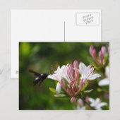 Carte Postale Xylocopa iris (Devant / Derrière)