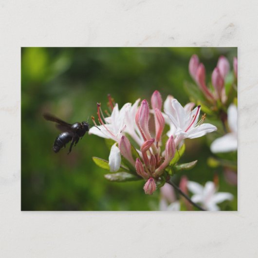 Carte Postale Xylocopa iris (Devant)