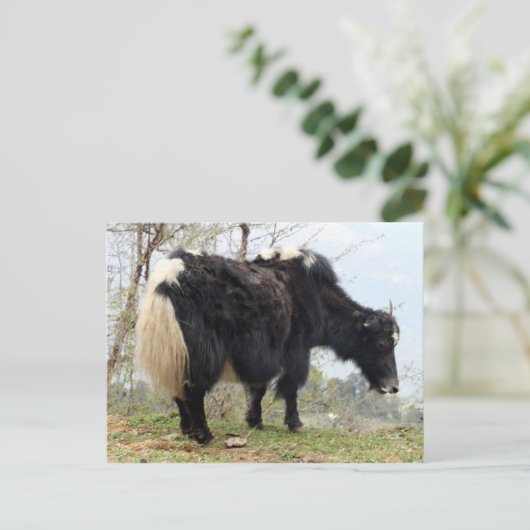 Carte Postale yak (Debout devant)