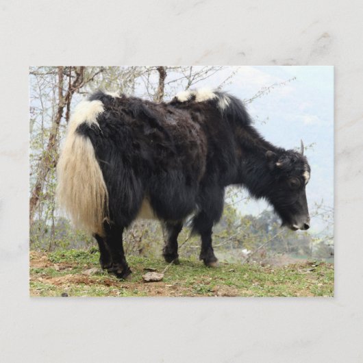 Carte Postale yak (Devant)