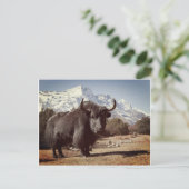 Carte Postale Yak (Debout devant)