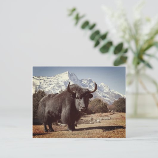 Carte Postale Yak (Debout devant)