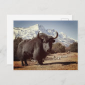 Carte Postale Yak (Devant / Derrière)