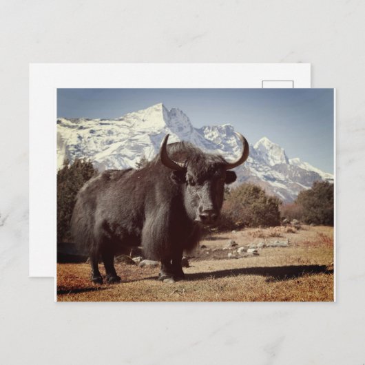 Carte Postale Yak (Devant / Derrière)