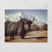 Carte Postale Yak (Devant)