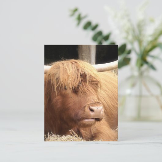 Carte postale Yak (Debout devant)