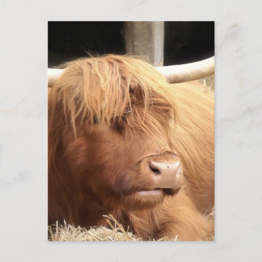 Carte postale Yak (Devant)