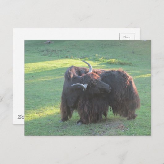 Carte Postale Yak (Devant / Derrière)