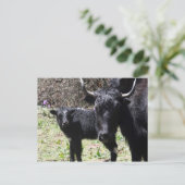 Carte Postale yak et veau (Debout devant)