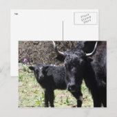 Carte Postale yak et veau (Devant / Derrière)