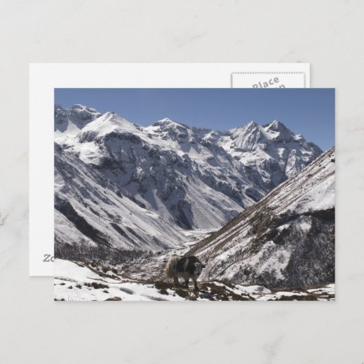 Carte Postale Yak près du Mont Jhomolari, Jangothang Jigme Dorji (Devant / Derrière)