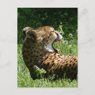 Carte Postale yakety yak