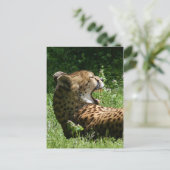 Carte Postale yakety yak (Debout devant)