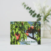 Carte Postale Yakima Valley Peaches, État de Washington. (Debout devant)