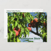 Carte Postale Yakima Valley Peaches, État de Washington. (Devant / Derrière)