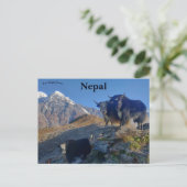 Carte Postale Yaks au Népal (Debout devant)