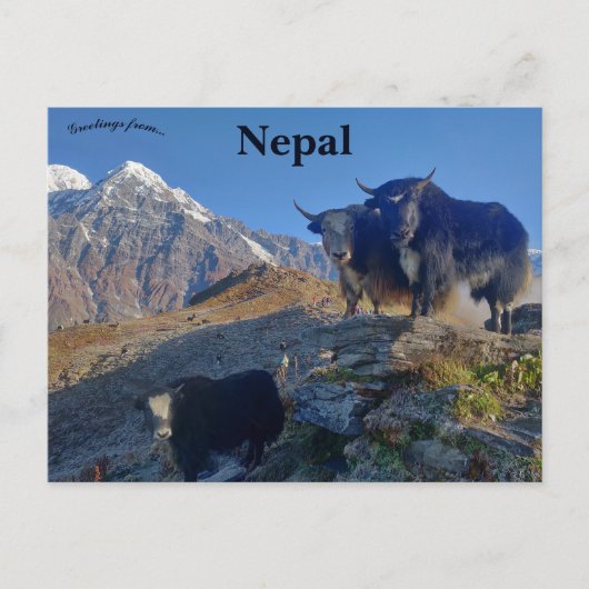 Carte Postale Yaks au Népal (Devant)