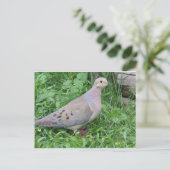 Carte Postale Yard Dove (Debout devant)