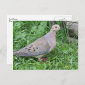 Carte Postale Yard Dove (Devant / Derrière)