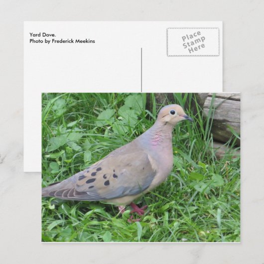 Carte Postale Yard Dove (Devant / Derrière)