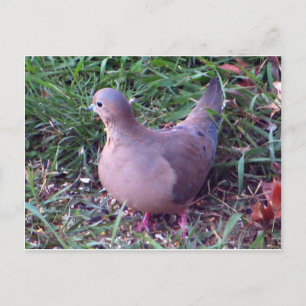 Carte Postale Yard Dove 1