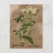 Carte postale Yarrow de style vintage (Devant)