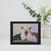 Carte Postale Yawning Calico Cat (Debout devant)