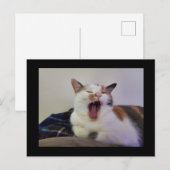 Carte Postale Yawning Calico Cat (Devant / Derrière)