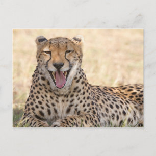 Carte Postale Yawning Cheetah