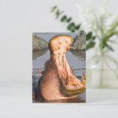Carte Postale Yawning hippo, Tanzanie (Debout devant)