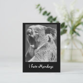 Carte Postale Yawning Koala (Debout devant)