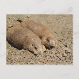 Carte postale Yawning Prairie Dog