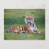 Carte Postale Yawning Tiger (Devant)
