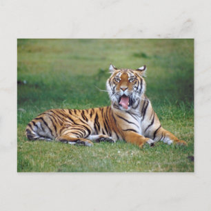 Carte Postale Yawning Tiger