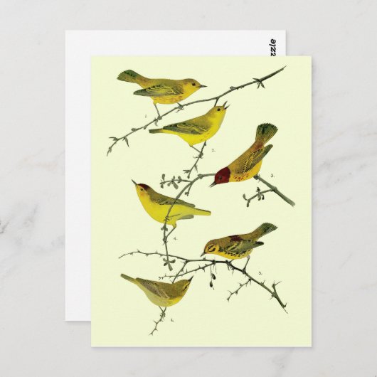 Carte Postale Yellow birds (Devant / Derrière)