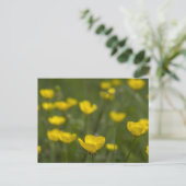 Carte Postale Yellow Buttercup (Debout devant)