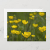 Carte Postale Yellow Buttercup (Devant / Derrière)