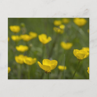Carte Postale Yellow Buttercup