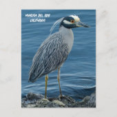 Carte Postale Yellow-Crowned Night Heron- Marina Del Rey, CA (Devant)