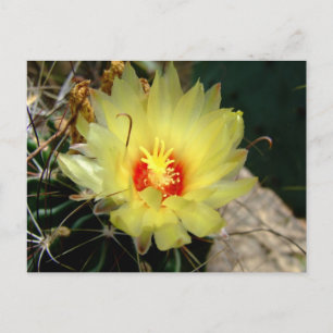 Carte Postale Yellow fishhook cactus flower