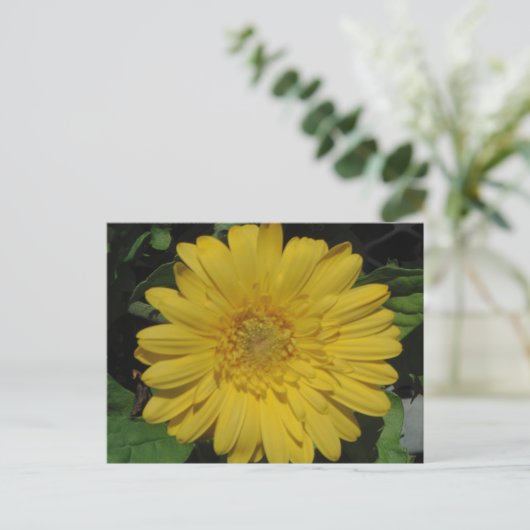 Carte Postale Yellow Gerber / Gerbera Daisy (Debout devant)